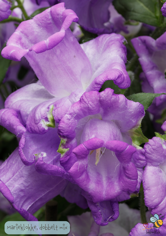 Marieklokke Dobbelt farvemix - Campanula medium calycanthema