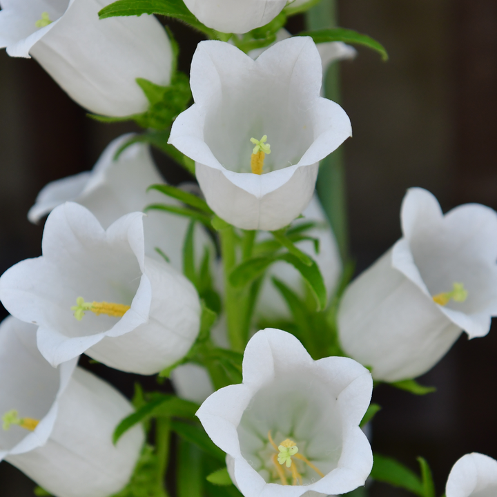 Marieklokke Hvid (single) – Campanula medium
