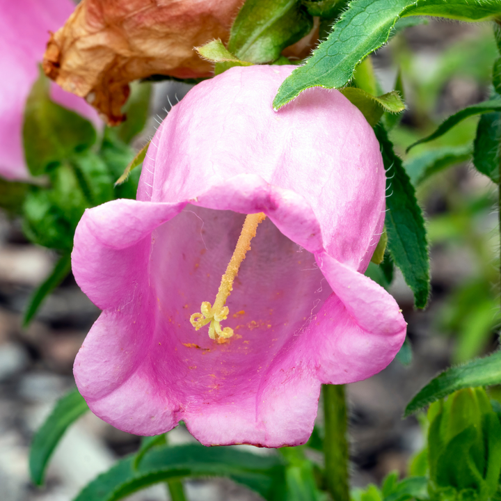 Marieklokke Rosa (single) – Campanula medium