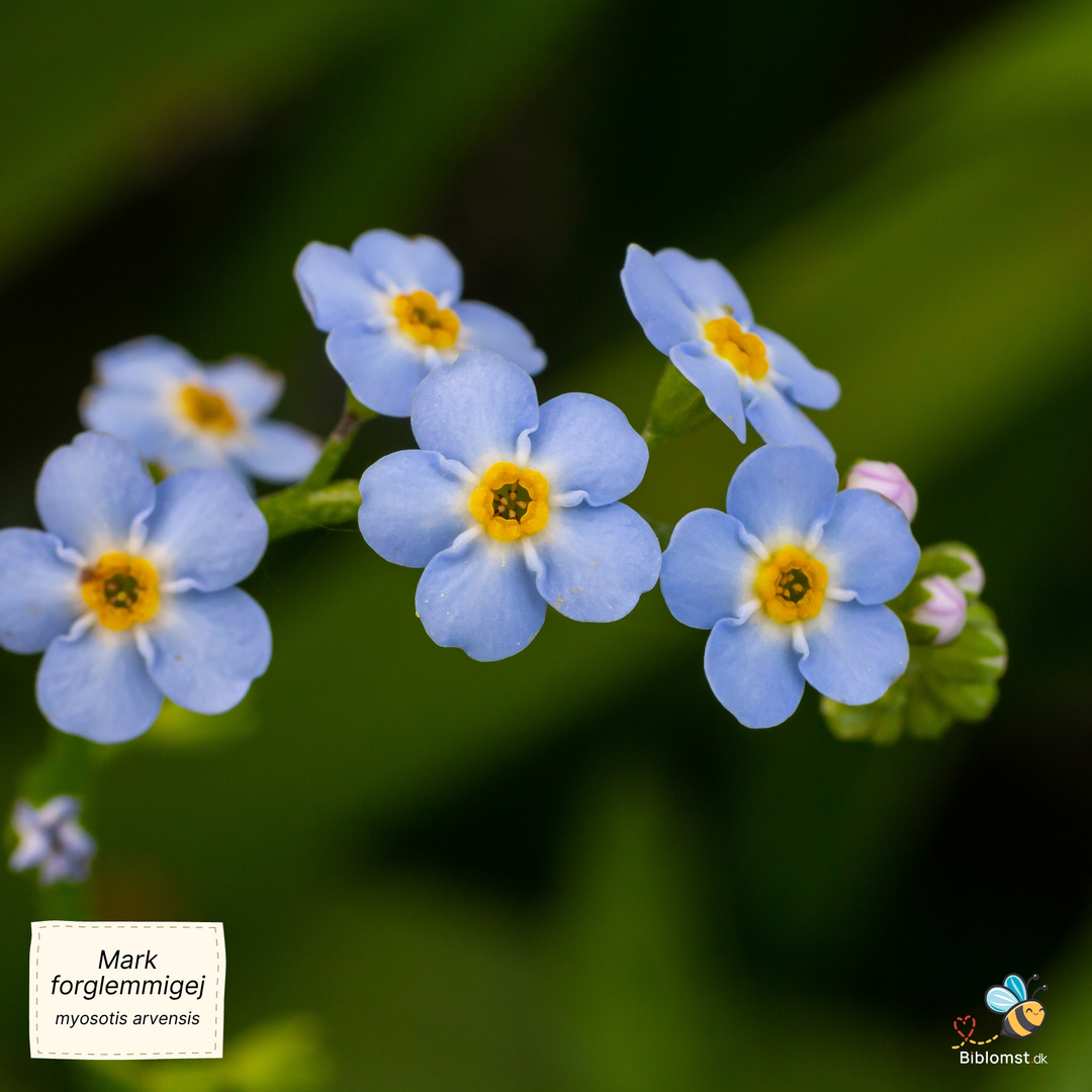 Mark-forglemmigej - Myosotis arvensis