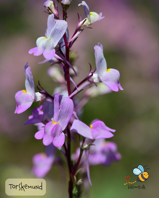 Marokkansk Torskemund - linaria maroccana