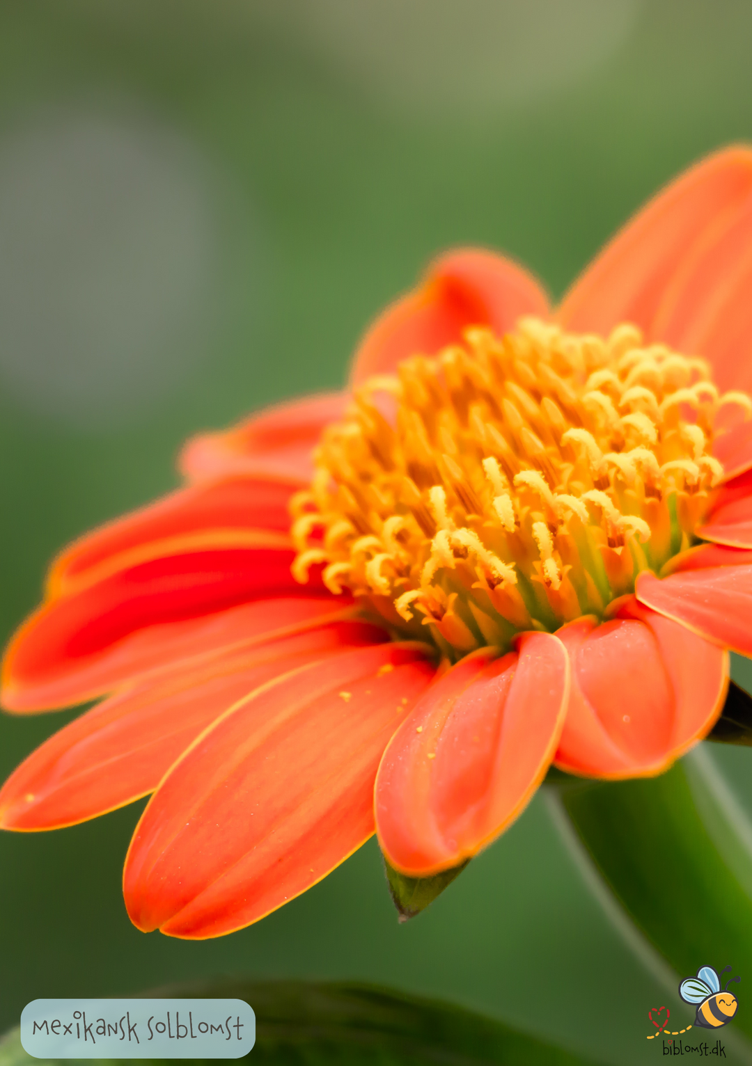 Mexicansk solblomst - Tithonia rotundifolia