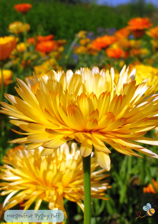 Morgenfrue - Calendula officinalis 'Pygmy Buff'