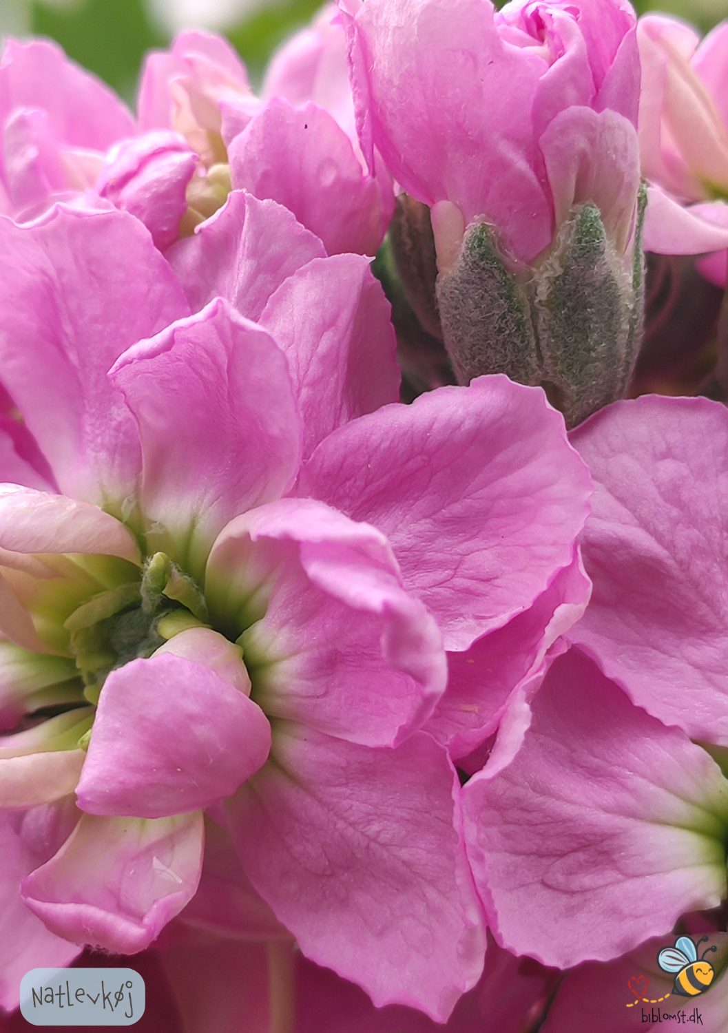 Natlevkøj - matthiola bicornis