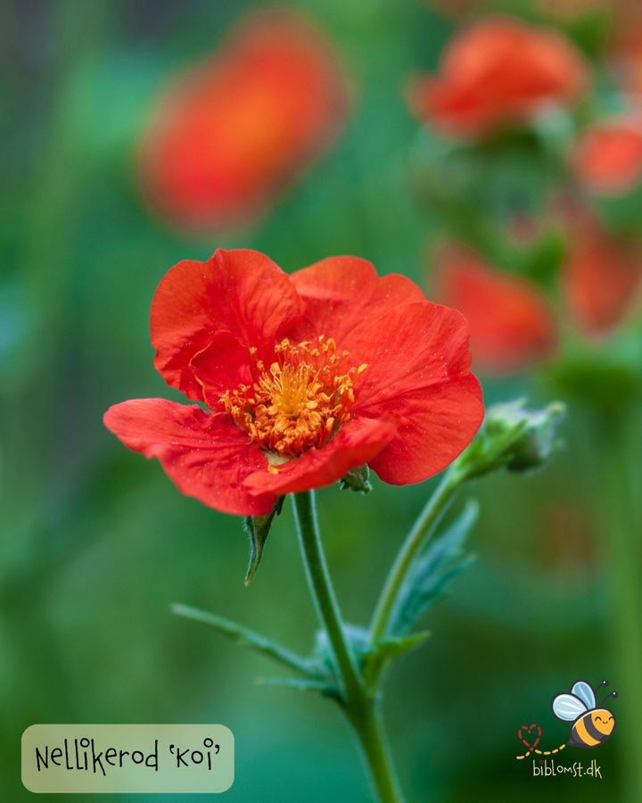 Nellikerod – Geum coccineum 'Koi'
