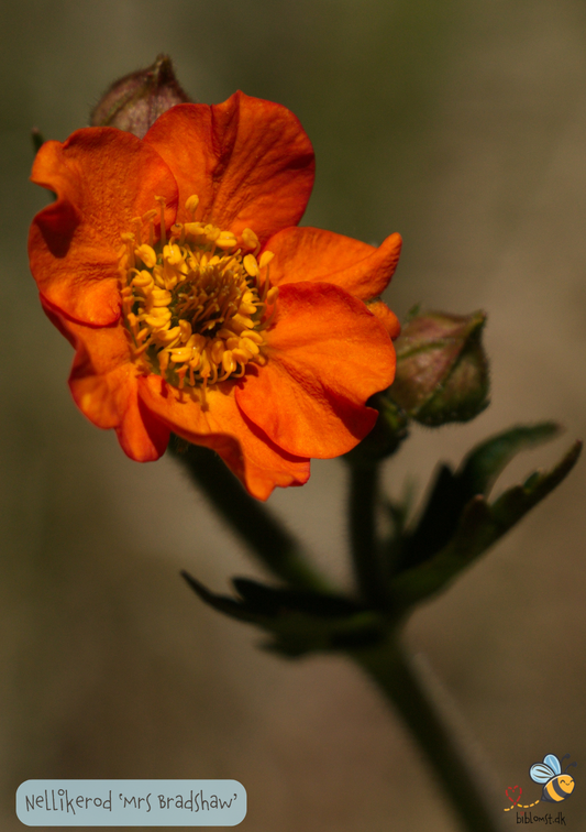 Nellikerod - mrs Bradshaw - geum chiloense