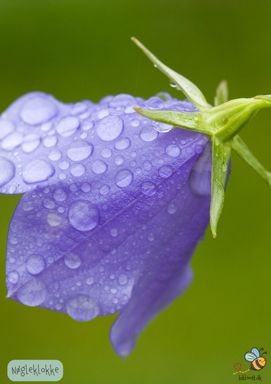 Nøgleklokke - campanula glomerata