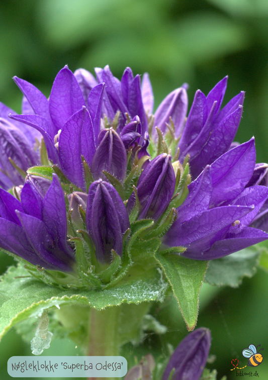 Nøgleklokke Superba Odessa - Campanula glomerata