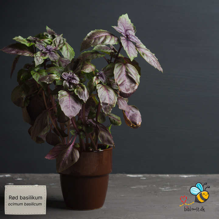 Rød basilikum - Ocimum basilicum 'Red'
