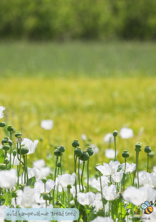 Hvid Kæmpevalmue - Papaver somniferum 'Bread Seed'