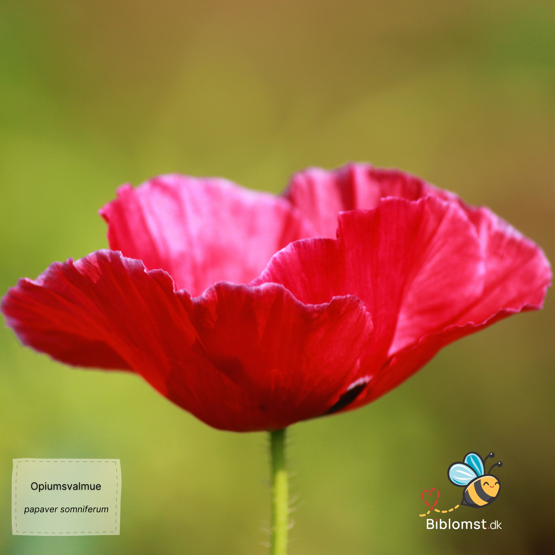 Opiumsvalmue - Papaver somniferum