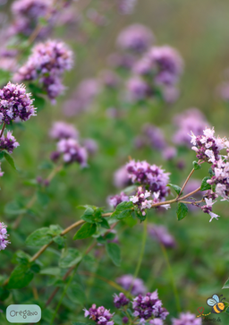 Oregano - Origanum vulgare