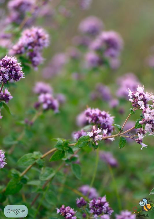 Oregano - Origanum vulgare