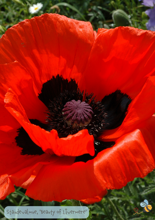 Staude-valmue - Papaver orientale 'Beauty of Livermere'