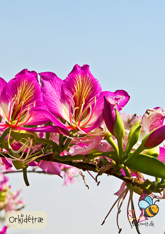 Orkidetræ – Bauhinia variegata