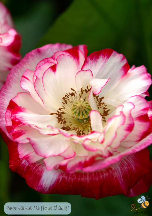 Pæonvalmue 'Antique Shades' Papaver paeoniflorum