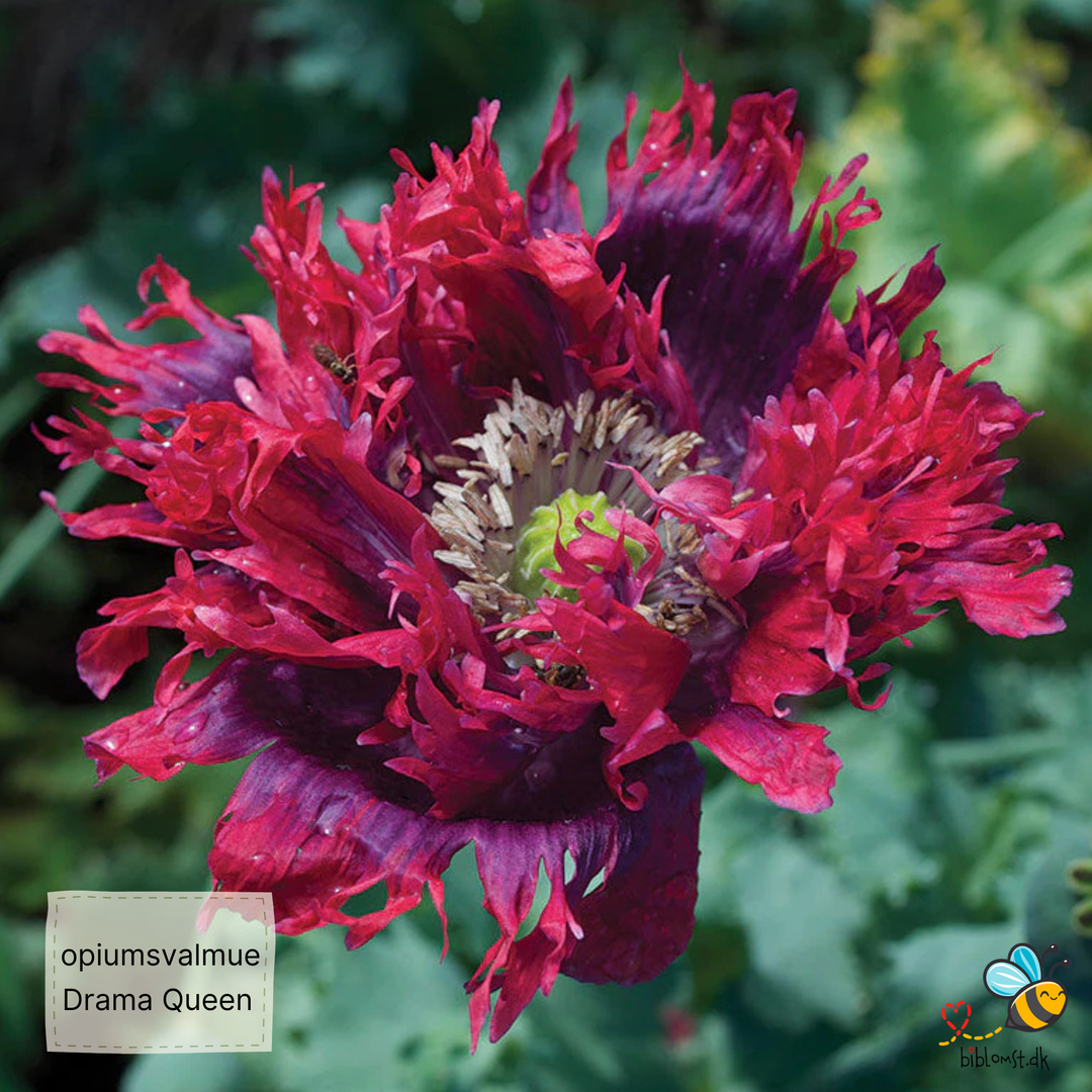 Opiumsvalmue - Drama Queen - papaver somniferum