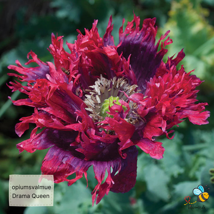 Opiumsvalmue - Drama Queen - papaver somniferum
