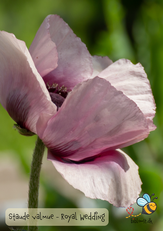 Staudevalmue ‘Royal Wedding’ – Papaver orientale