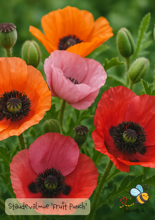 Staudevalmue – Papaver orientale ‘Fruit Punch’