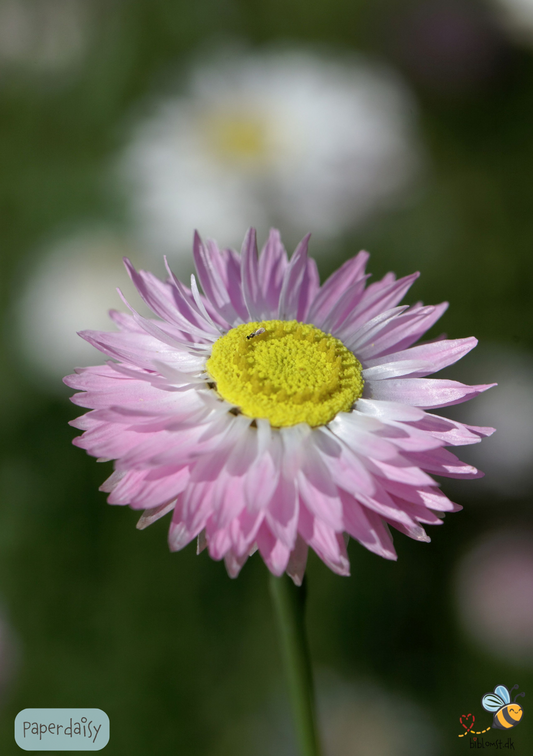 Paper Daisy - helipterum roseum