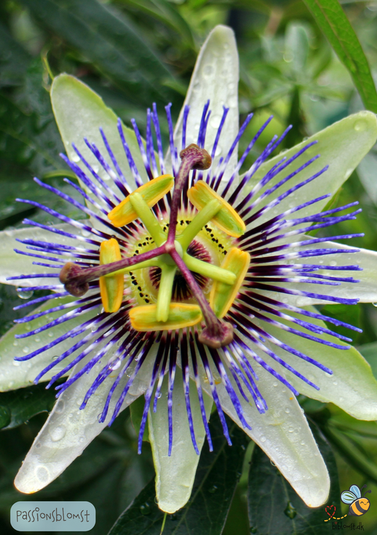 Passionsblomst - passiflora caerulea