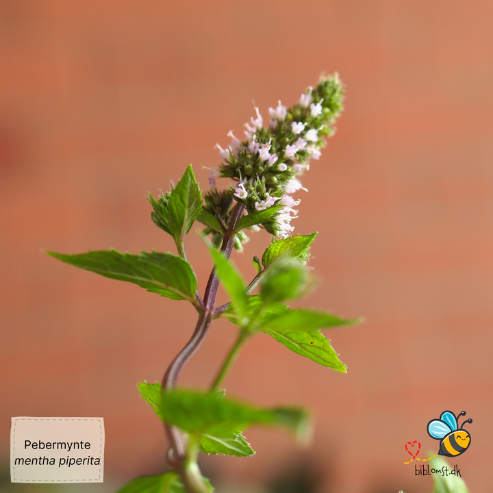 Pebermynte - Mentha Piperita