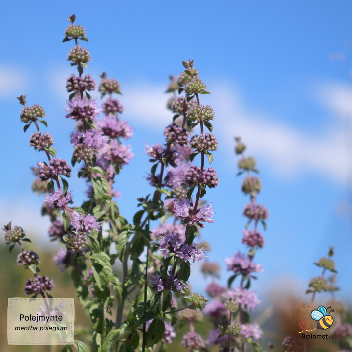 Polejmynte – Mentha pulegium