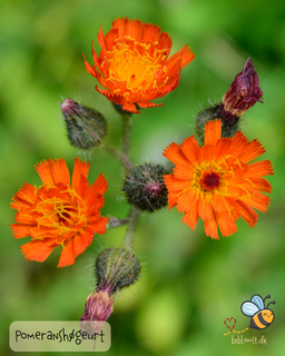Pomeranshøgeurt – Hieracium aurantiacum