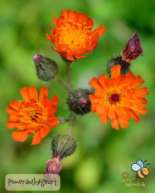 Pomeranshøgeurt – Hieracium aurantiacum