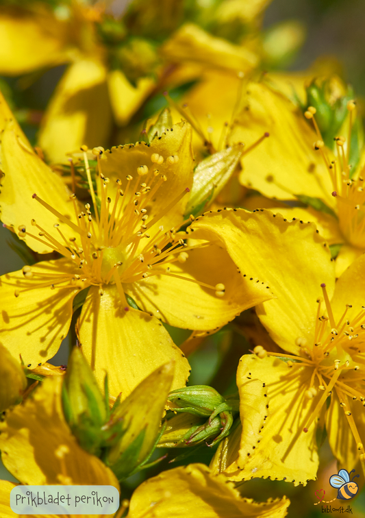 Prikbladet Perikon - Hypericum perforatum