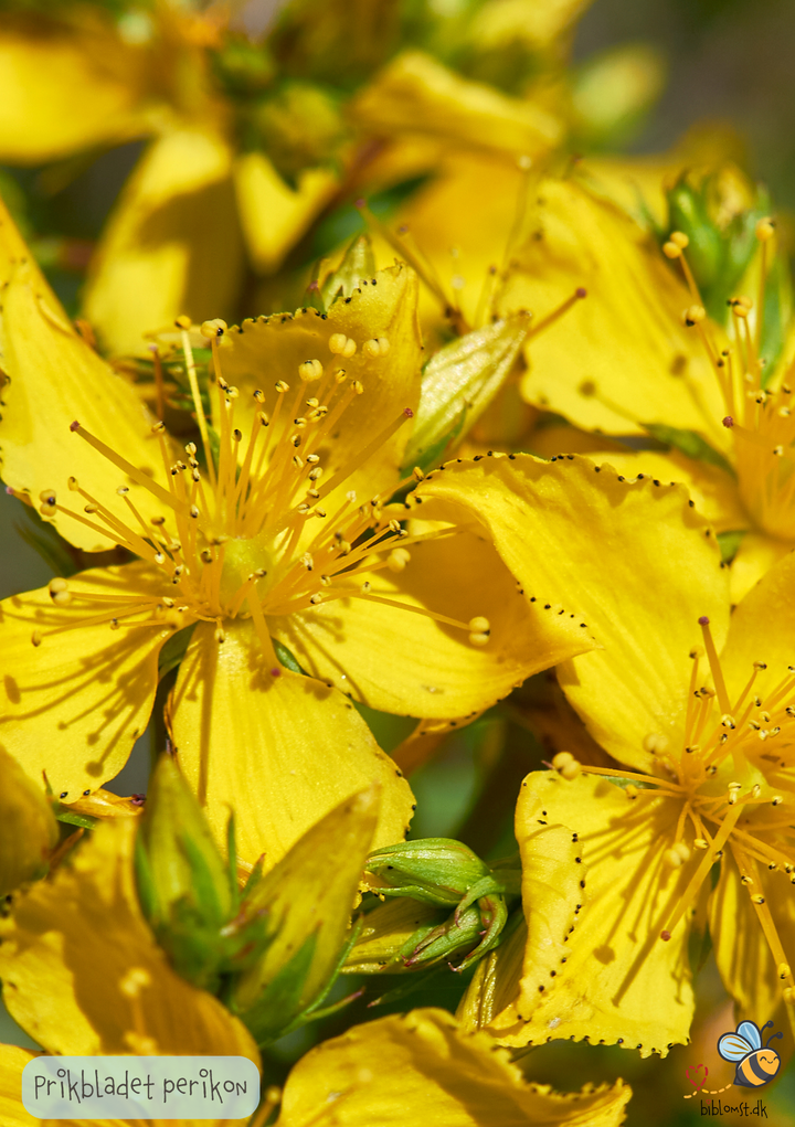 Prikbladet Perikon - Hypericum perforatum
