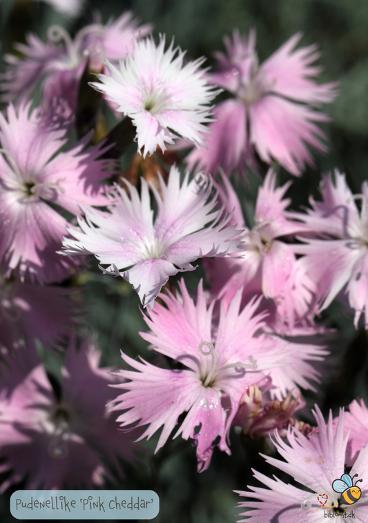 Pudenellike Pink Cheddar - Dianthus gratianopolitanus