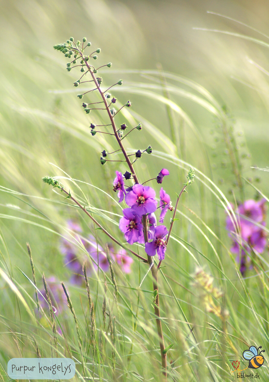 Purpur Kongelys - Verbascum phoeniceum