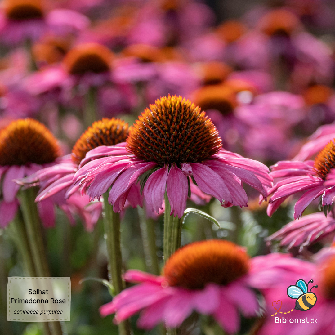 Dyb rosa Purpur Solhat – Echinacea purpurea ‘Primadonna Deep Rose’
