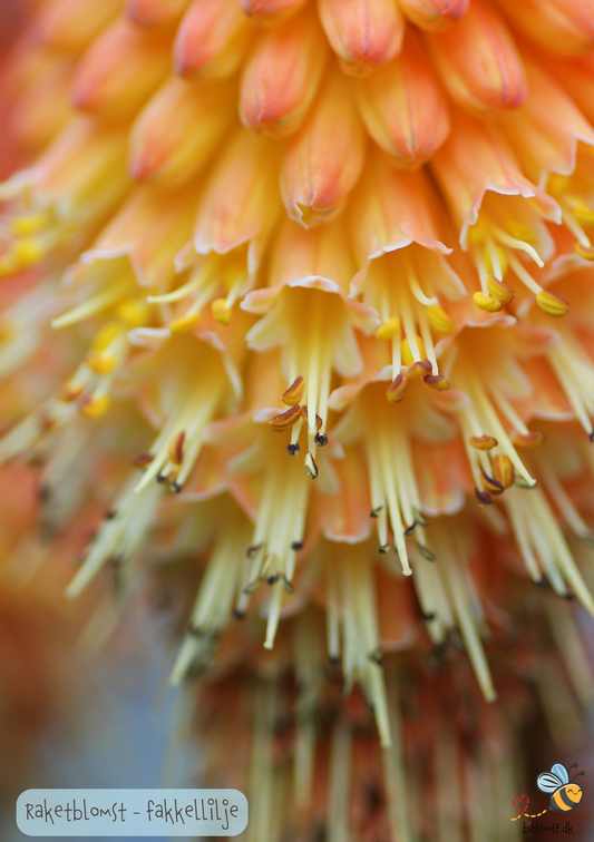 Raketblomst fakkel-lilje - kniphofia uvaria