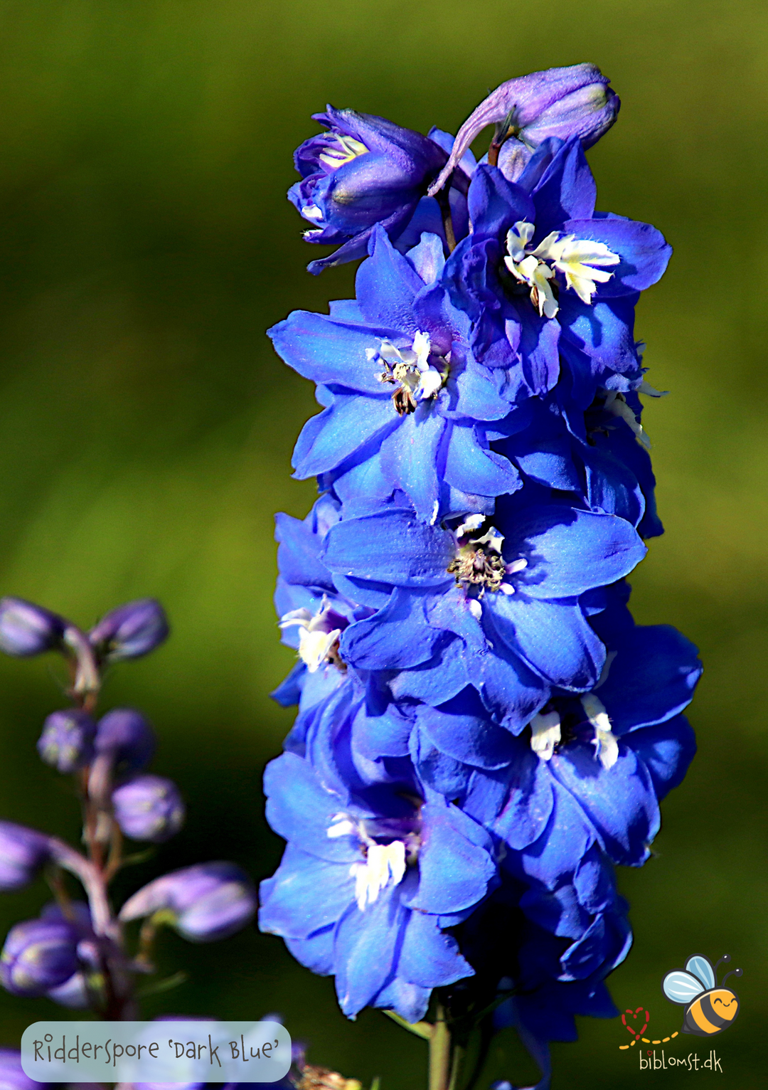 Ridderspore 'Dark Blue' – Delphinium consolida Imperial Series