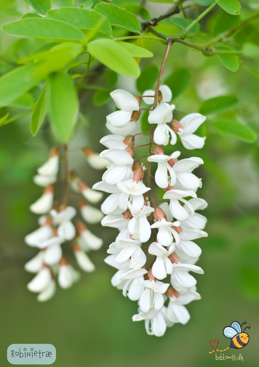 Robinietræ - Robinia pseudoacasia