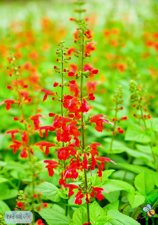 Rød Salvie - salvia splendens