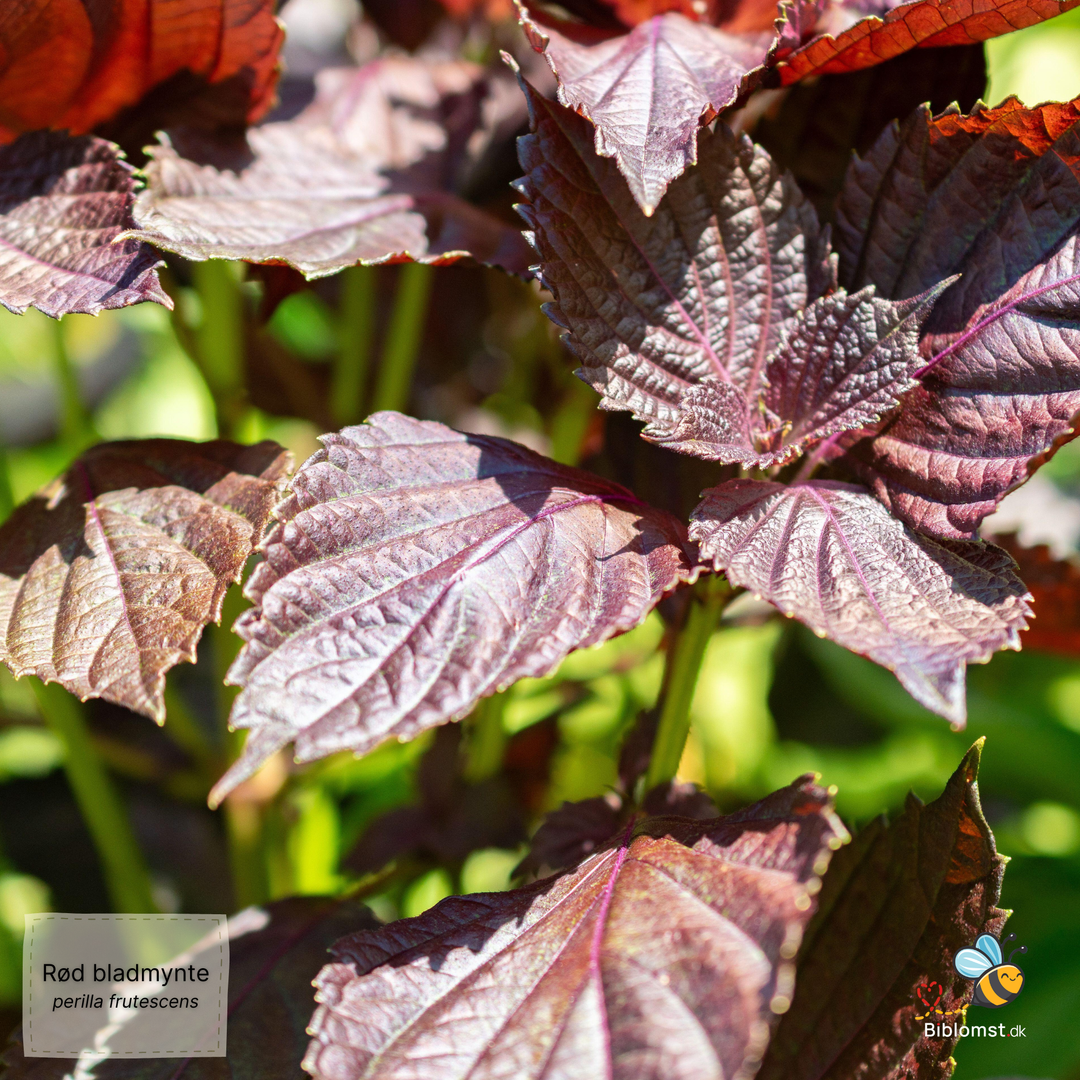 Rød bladmynte – Perilla frutescens