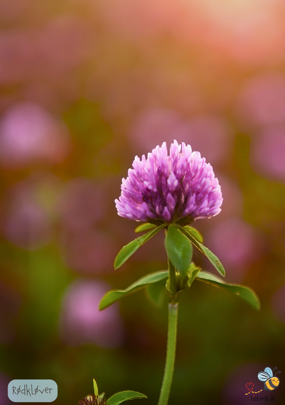 Rødkløver - Trifolium pratense