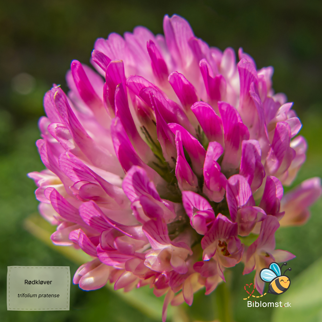 Rødkløver - Trifolium pratense