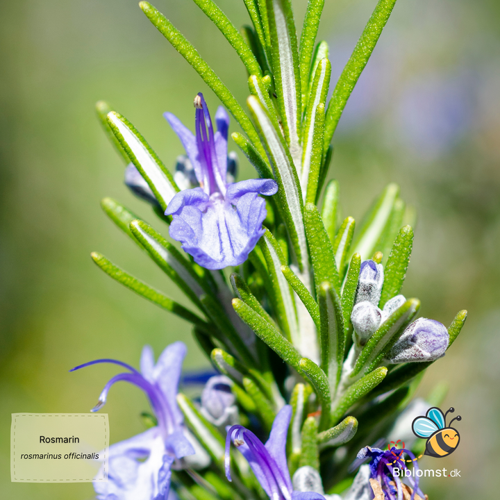 Rosmarin - rosmarinus officinalis