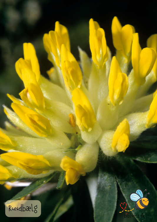 Rundbælg – Anthyllis vulneraria