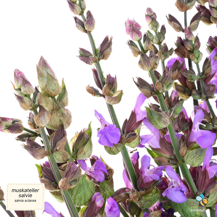 Muskatellersalvie - Salvia sclarea