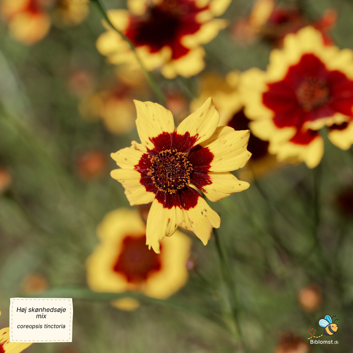 Høj skønhedsøje, blanding - Coreopsis tinctoria