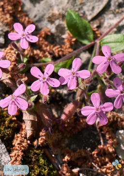 Sæbeurt Lav - Saponaria ocymoides