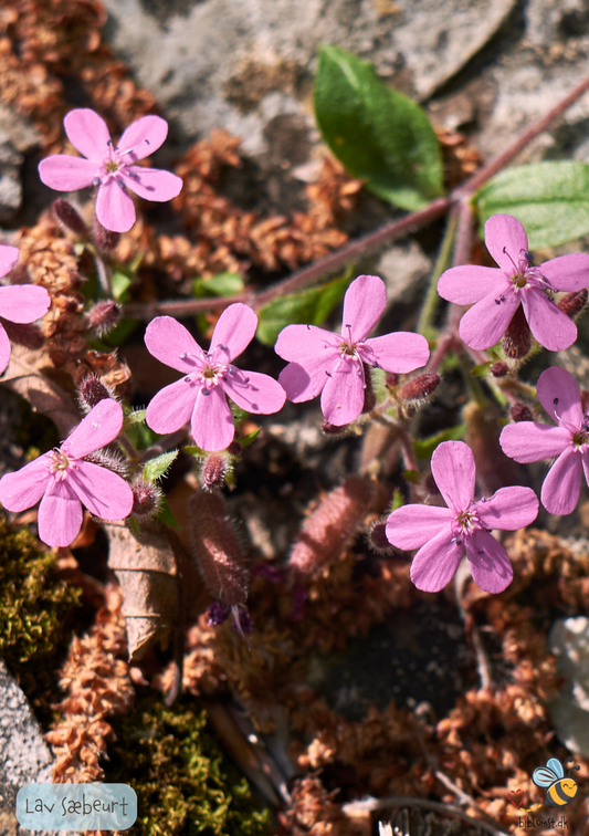 Sæbeurt Lav - saponaria ocymoides