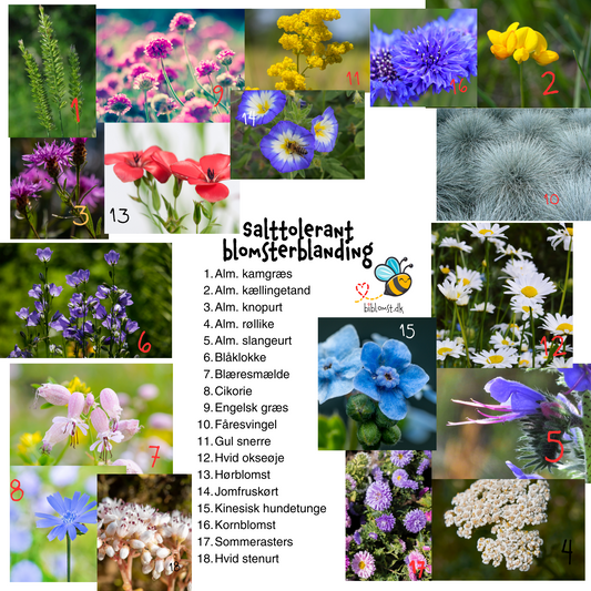 Salttolerant blomsterblanding kyst & vejrabatter