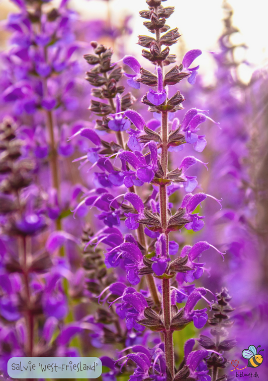 Salvie West-Friesland - salvia nemrosa